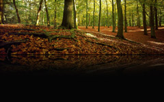 Enchanted Autumn, England